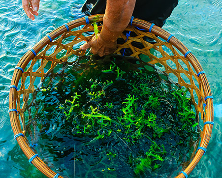 PT.BIOTA LAUT GANGGANG