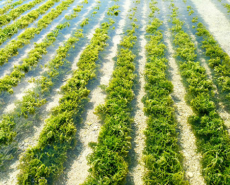 PT.BIOTA LAUT GANGGANG